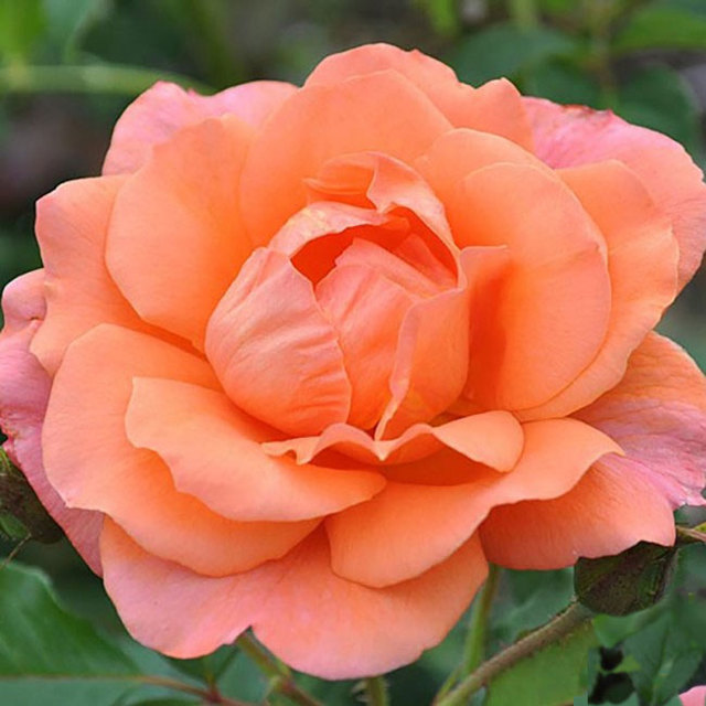 Роза парковая «Вестерленд»: фото и описание, посадка и уход, обрезка