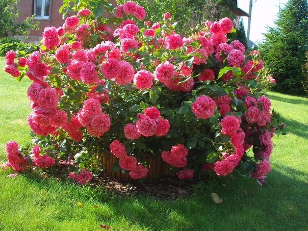 Плетистая роза Rosarium Uetersen (Розариум Ютерсен): описание сорта, фото