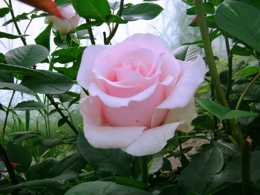 роза титаник фото