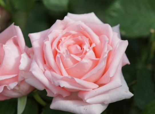 роза титаник фото и описание