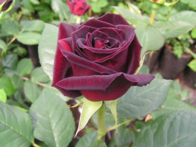 Чайно-гибридная роза Black Magic (Черная Магия)
