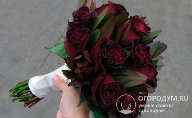 «Черный принц» – прекрасный срезочный сорт: цветы могут стоять в вазе без потери декоративных качеств до 2 недель