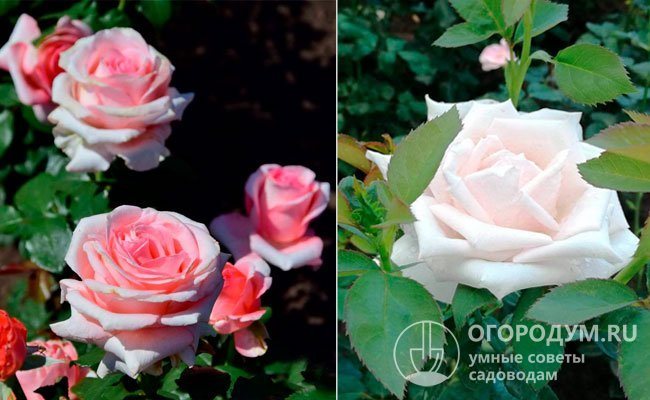 Родительскими формами послужили чайно-гибридные срезочные розы «Ноблесс» (Noblesse – на фото слева) и «Вирджиния» (Virginia – справа)