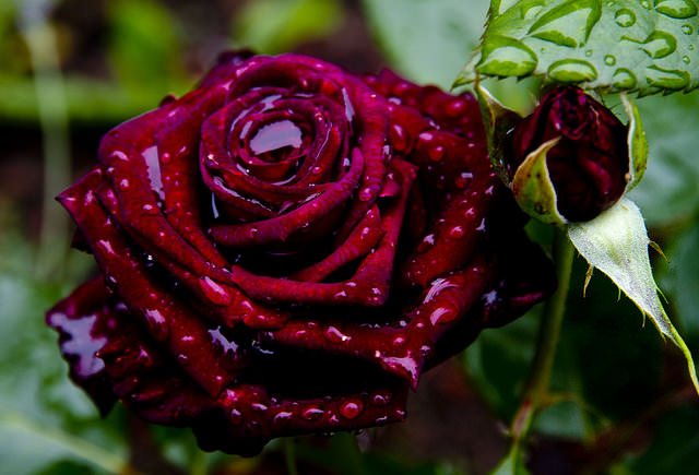 Сорт Черный принц заслужил особое внимание и популярность благодаря очень ароматным и высокодекоративным цветкам