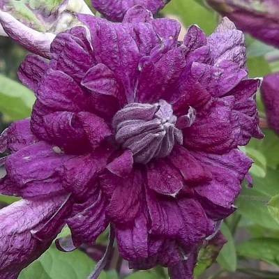 клематис пурпуреа плена элеганс фото и описание