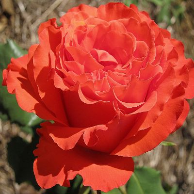 роза анжелика фото и описание отзывы