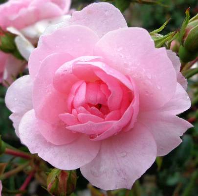 роза флорибунда боника фото