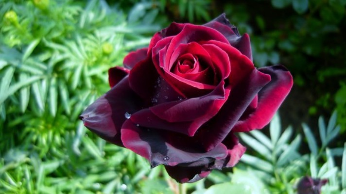 роза черный принц