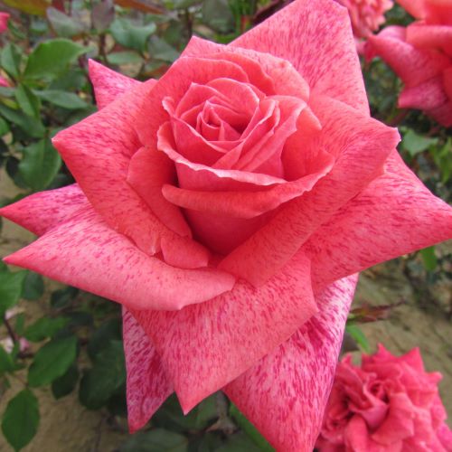 роза пьер карден фото и описание отзывы
