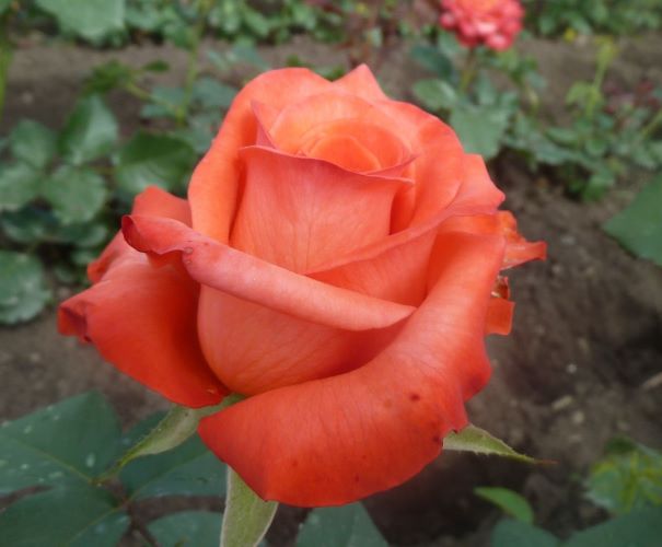 сорт розы валентина