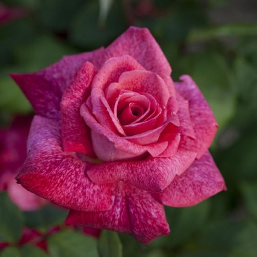 роза чайно гибридная пьер карден цветение