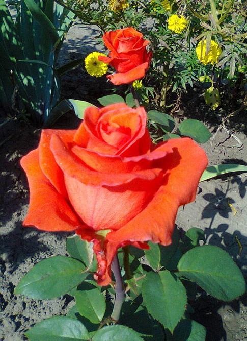 роза валентина фото и описание отзывы