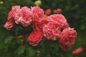 роза кимоно фото и описание отзывы