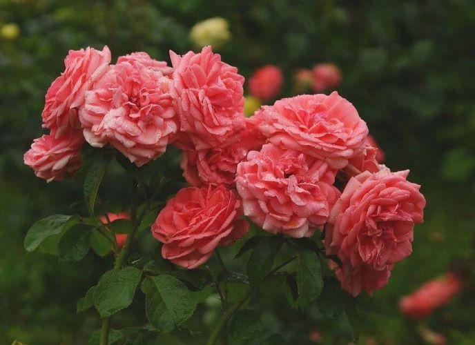 роза кимоно фото и описание отзывы