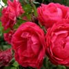 роза александр маккензи фото и описание отзывы