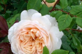 роза крокус роуз фото и описание отзывы