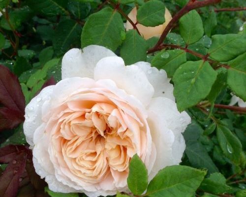 роза крокус роуз фото и описание отзывы